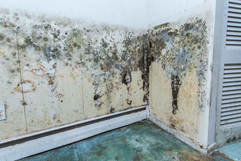 Damp most likely issue to go undetected without home survey