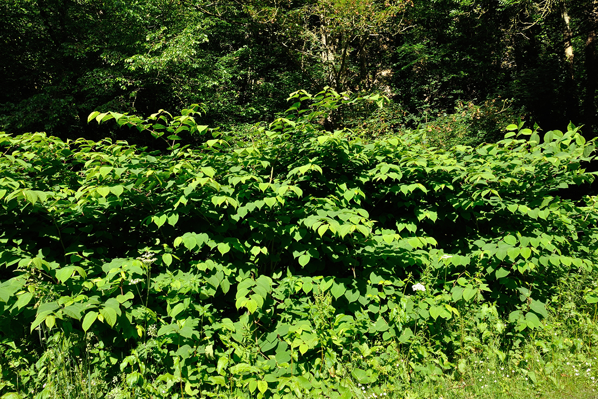 Japanese knotweed