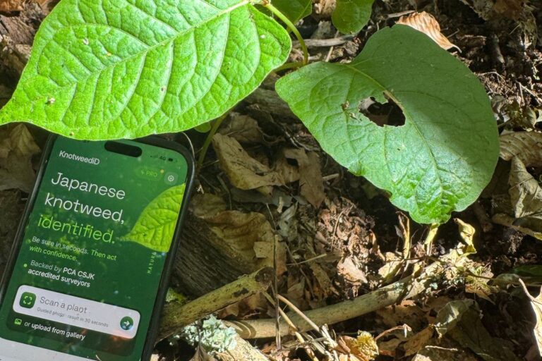 Southwest Knotweed launches identification app