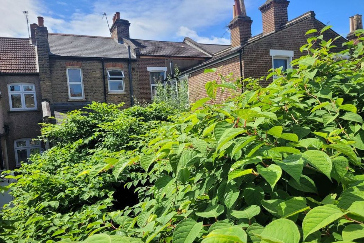 Japanese Knotweed